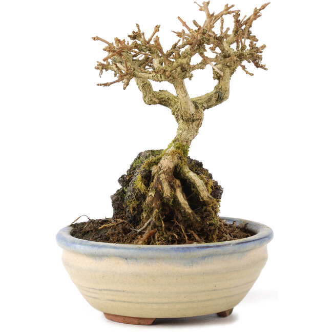 Premna japonica, 12 cm, ± 12 jaar oud