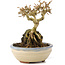 Premna japonica, 12 cm, ± 12 años