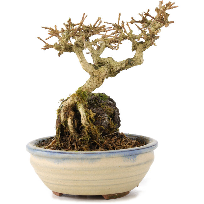 Premna japonica, 12 cm, ± 12 jaar oud