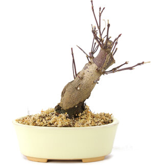 Acer palmatum Deshojo, 14 cm, ± 8 años