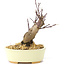 Acer palmatum Deshojo, 14 cm, ± 8 ans