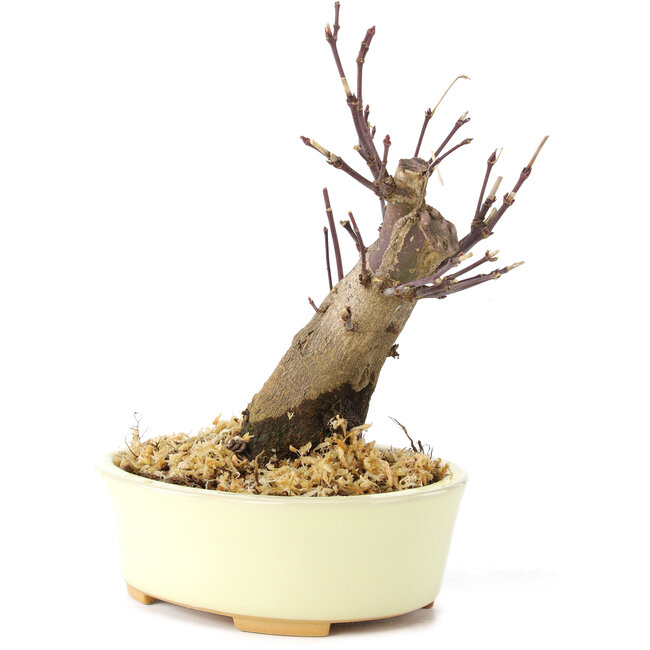 Acer palmatum Deshojo, 14 cm, ± 8 ans