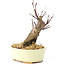 Acer palmatum Deshojo, 14 cm, ± 8 Jahre alt