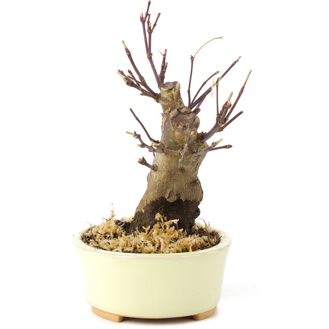 Acer palmatum Deshojo, 14 cm, ± 8 ans