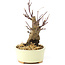 Acer palmatum Deshojo, 14 cm, ± 8 ans