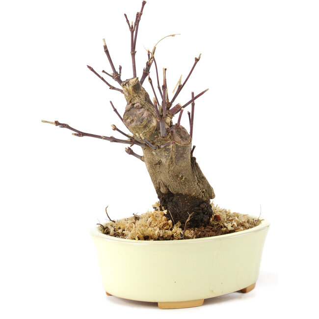 Acer palmatum Deshojo, 14 cm, ± 8 years old