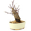 Acer palmatum Deshojo, 14 cm, ± 8 ans