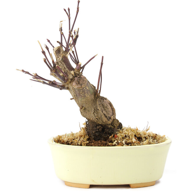 Acer palmatum Deshojo, 14 cm, ± 8 Jahre alt