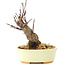 Acer palmatum Deshojo, 14 cm, ± 8 Jahre alt