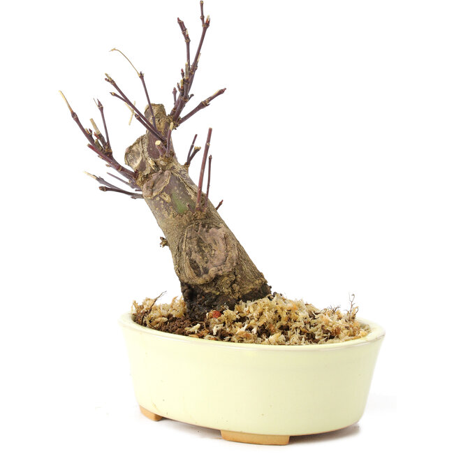 Acer palmatum Deshojo, 14 cm, ± 8 years old