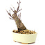 Acer palmatum Deshojo, 14 cm, ± 8 Jahre alt