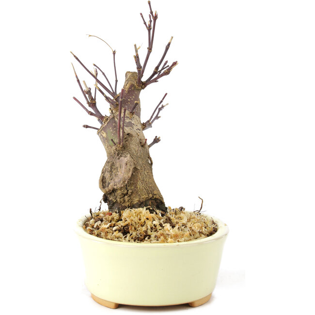 Acer palmatum Deshojo, 14 cm, ± 8 Jahre alt