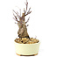 Acer palmatum Deshojo, 14 cm, ± 8 años