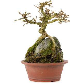 Premna japonica, 16 cm, ± 12 ans