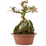 Premna japonica, 16 cm, ± 12 años