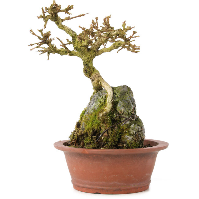 Premna japonica, 16 cm, ± 12 years old