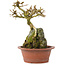 Premna japonica, 16 cm, ± 12 años