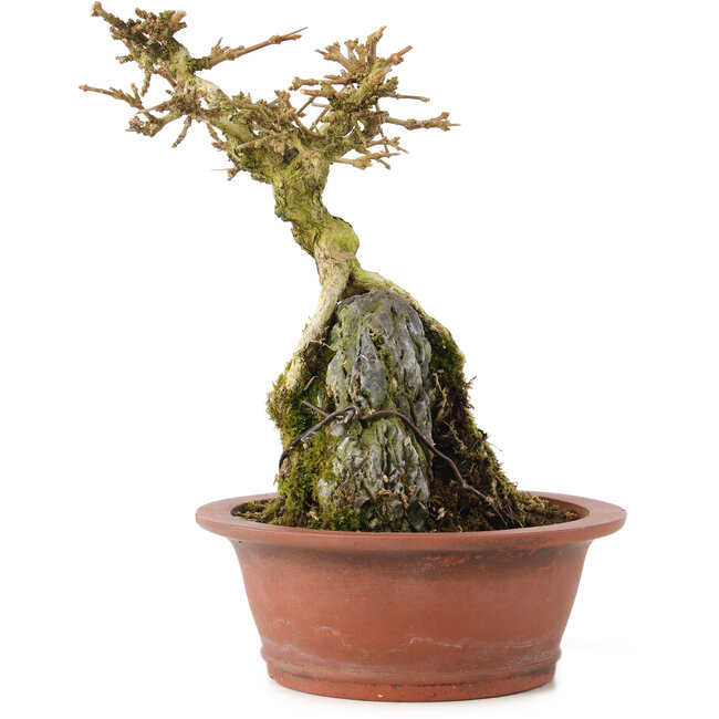 Premna japonica, 16 cm, ± 12 ans