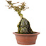 Premna japonica, 16 cm, ± 12 años