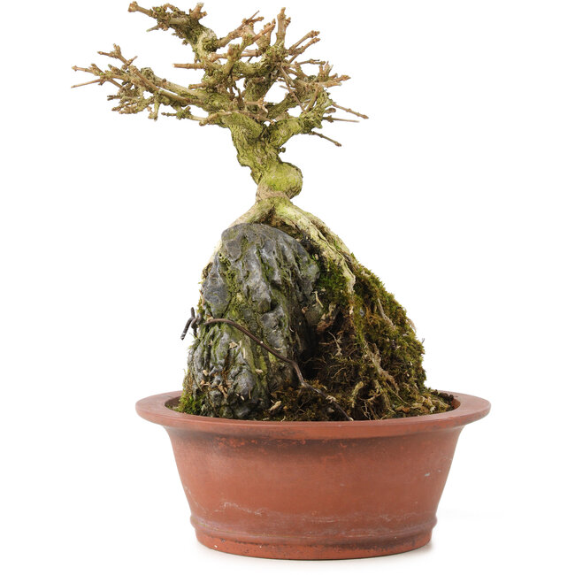 Premna japonica, 16 cm, ± 12 years old