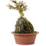 Premna japonica, 16 cm, ± 12 años