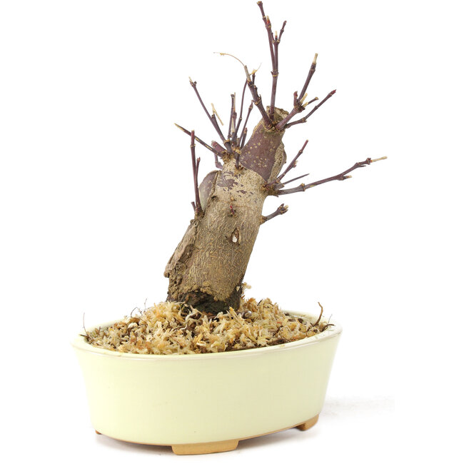 Acer palmatum Deshojo, 14 cm, ± 8 years old