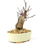 Acer palmatum Deshojo, 14 cm, ± 8 años