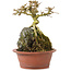 Premna japonica, 16 cm, ± 12 años