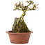 Premna japonica, 16 cm, ± 12 años