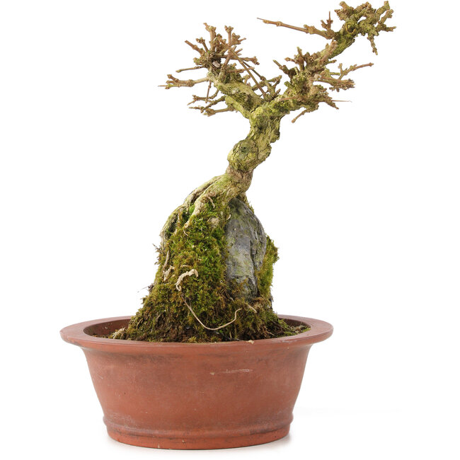 Premna japonica, 16 cm, ± 12 ans