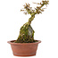 Premna japonica, 16 cm, ± 12 años