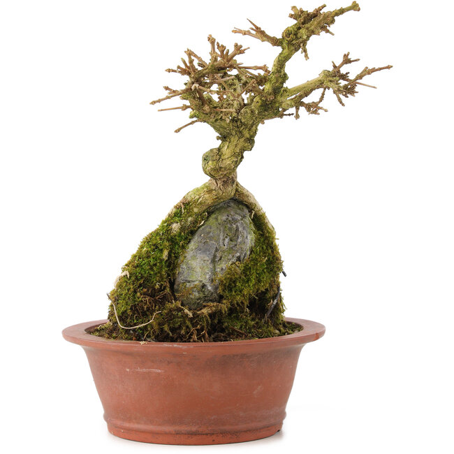 Premna japonica, 16 cm, ± 12 ans