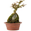 Premna japonica, 16 cm, ± 12 años