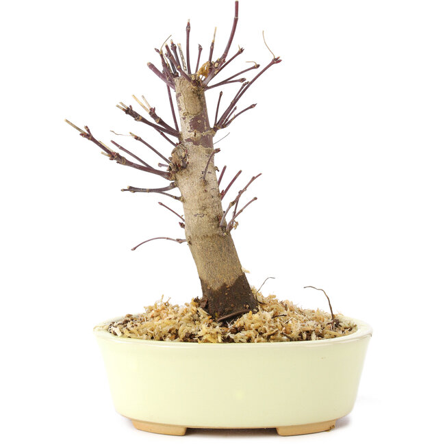 Acer palmatum Deshojo, 14 cm, ± 8 años