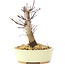 Acer palmatum Deshojo, 14 cm, ± 8 ans
