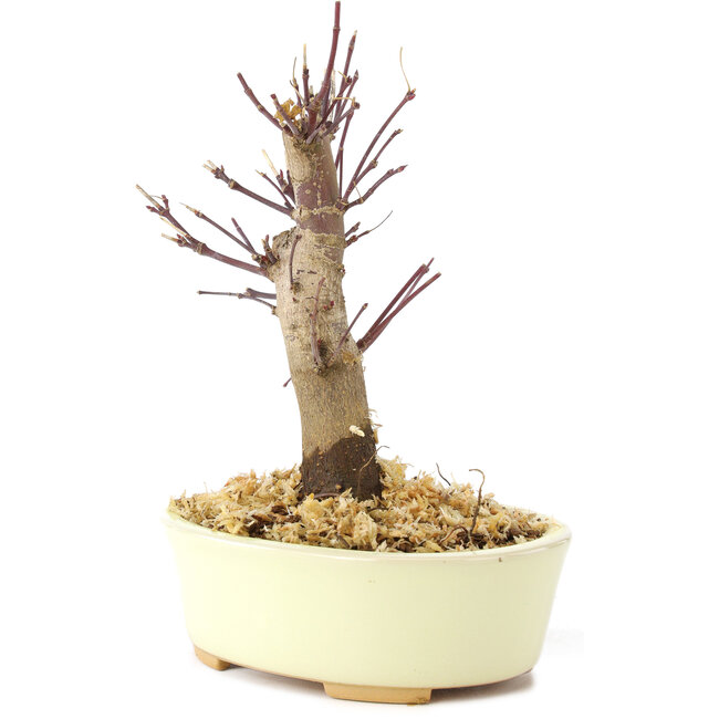 Acer palmatum Deshojo, 14 cm, ± 8 jaar oud