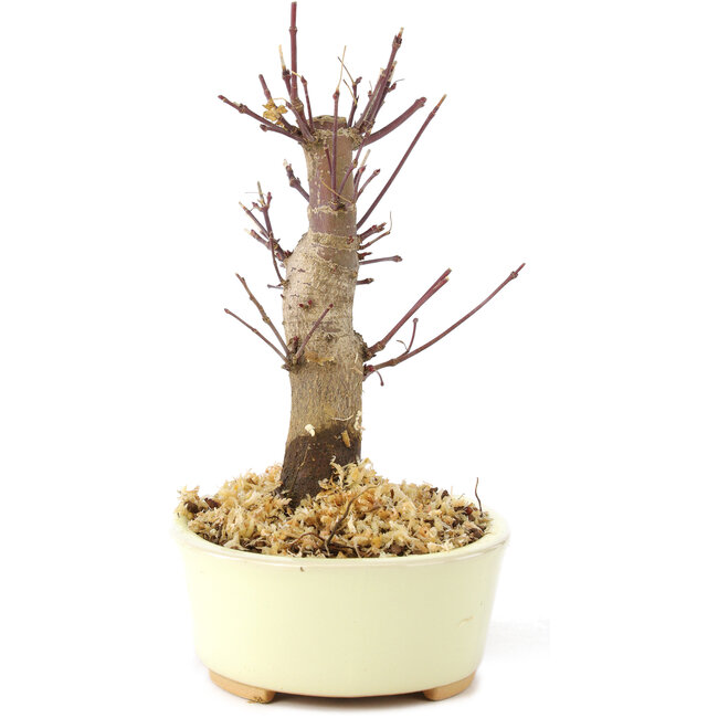 Acer palmatum Deshojo, 14 cm, ± 8 ans