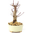 Acer palmatum Deshojo, 14 cm, ± 8 Jahre alt