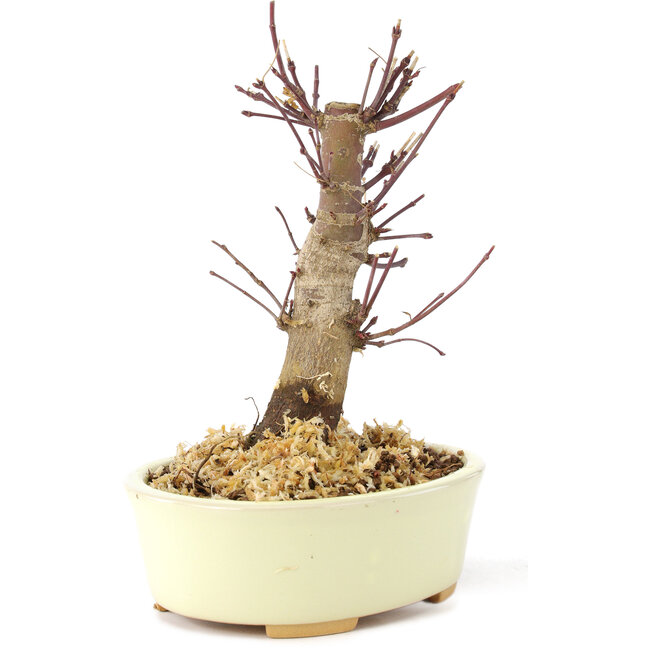 Acer palmatum Deshojo, 14 cm, ± 8 ans