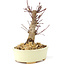 Acer palmatum Deshojo, 14 cm, ± 8 años