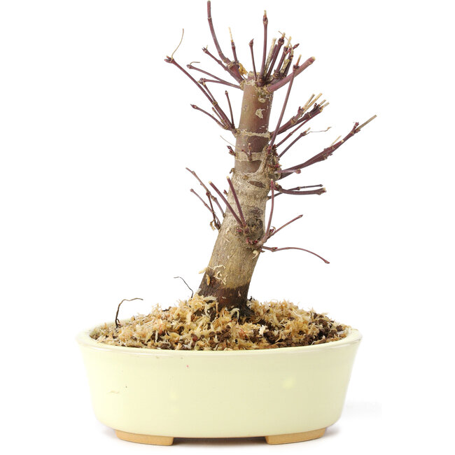 Acer palmatum Deshojo, 14 cm, ± 8 Jahre alt