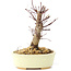 Acer palmatum Deshojo, 14 cm, ± 8 Jahre alt