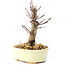 Acer palmatum Deshojo, 14 cm, ± 8 Jahre alt