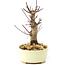 Acer palmatum Deshojo, 14 cm, ± 8 años