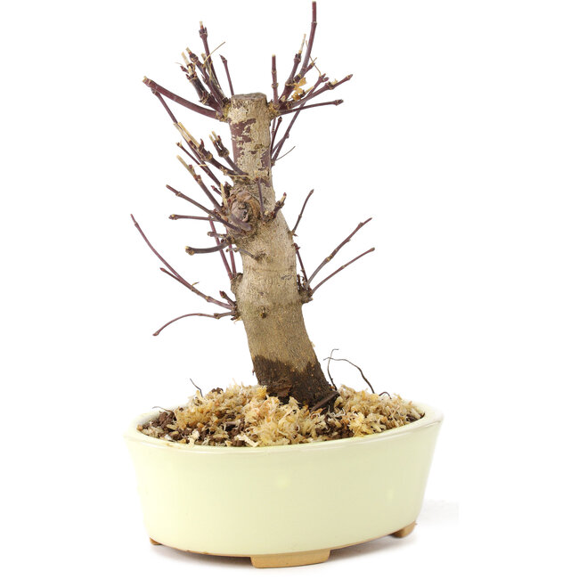 Acer palmatum Deshojo, 14 cm, ± 8 jaar oud