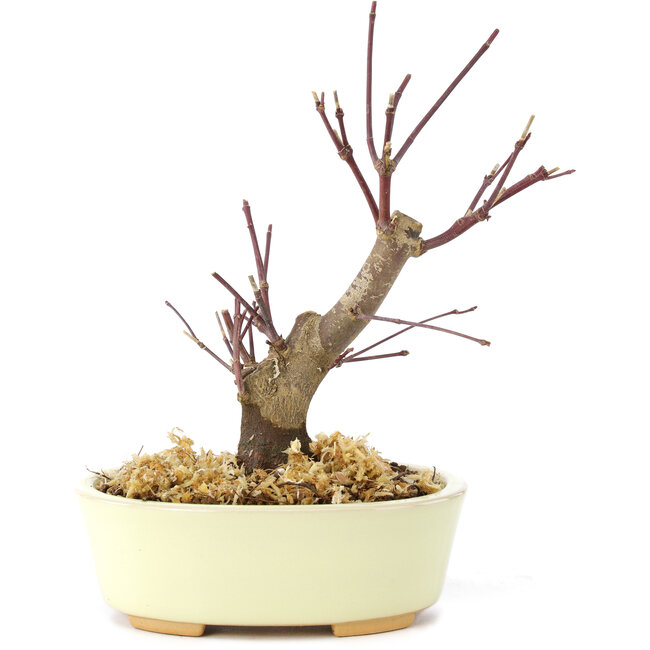 Acer palmatum Deshojo, 14 cm, ± 8 años
