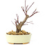 Acer palmatum Deshojo, 14 cm, ± 8 years old