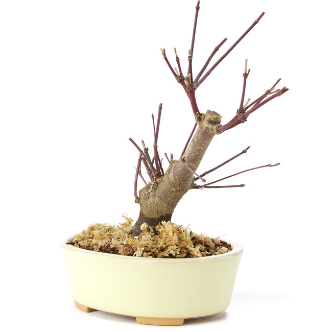 Acer palmatum Deshojo, 14 cm, ± 8 ans