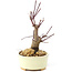 Acer palmatum Deshojo, 14 cm, ± 8 Jahre alt