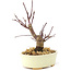 Acer palmatum Deshojo, 14 cm, ± 8 Jahre alt